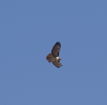 Red-tailed Hawk - ML615899722