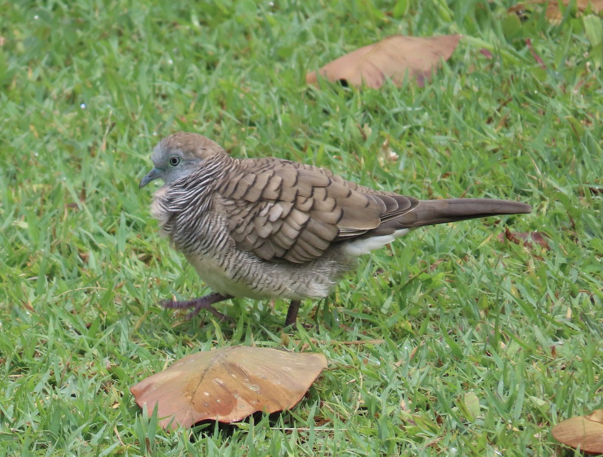 Zebra Dove - Tim Ryan