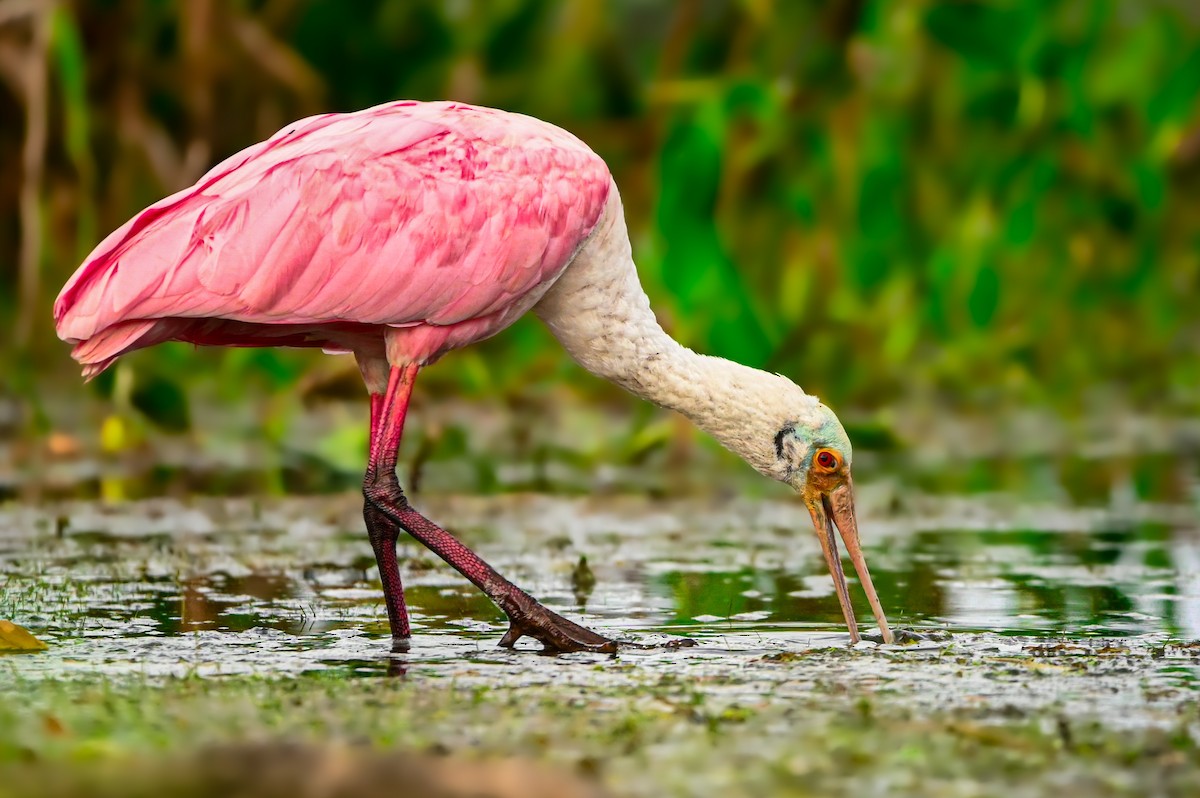 Roseate Spoonbill - ML615899763