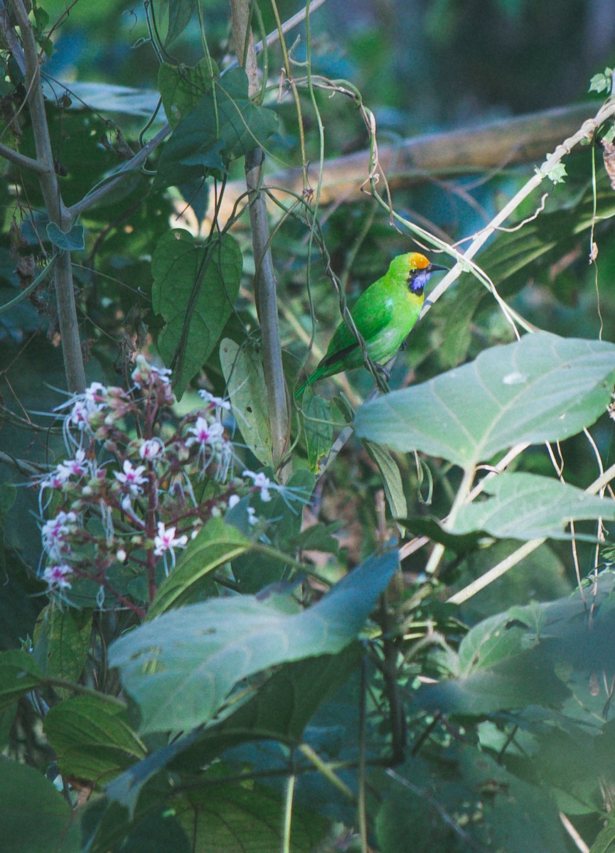 Golden-fronted Leafbird - ML615899788