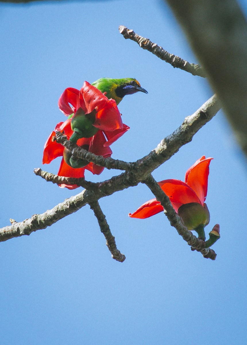 Golden-fronted Leafbird - ML615899797