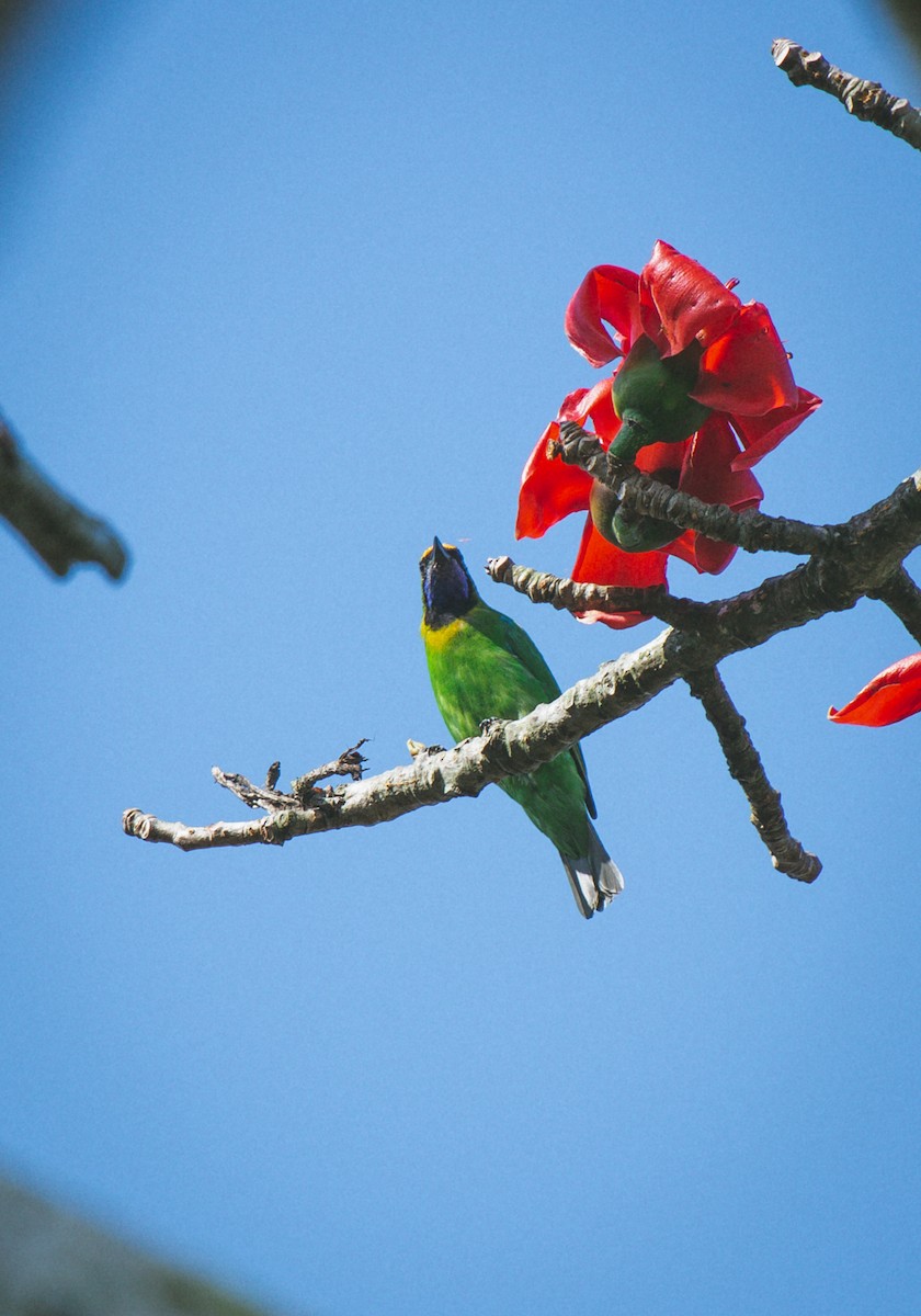 Golden-fronted Leafbird - ML615899799