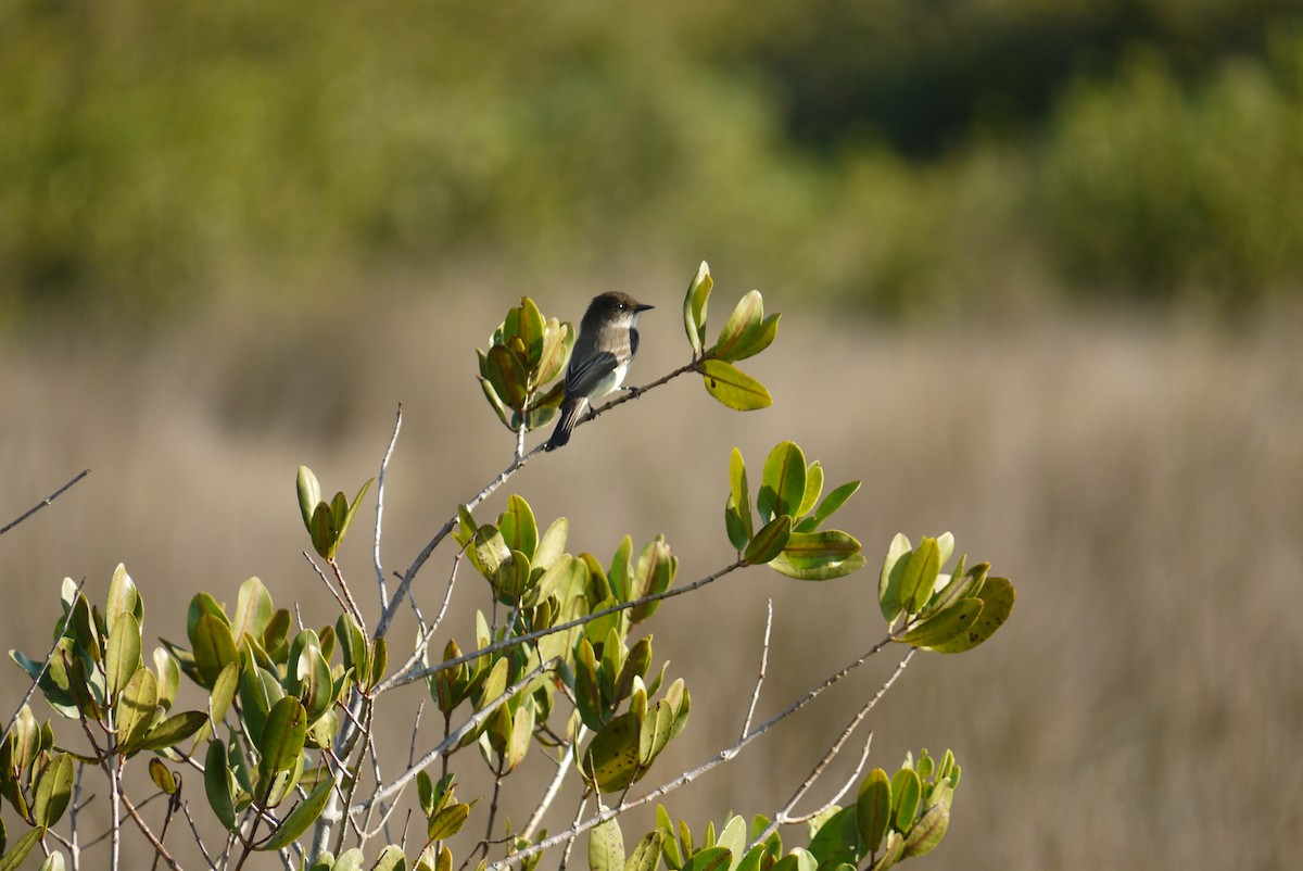 Eastern Phoebe - ML615899826