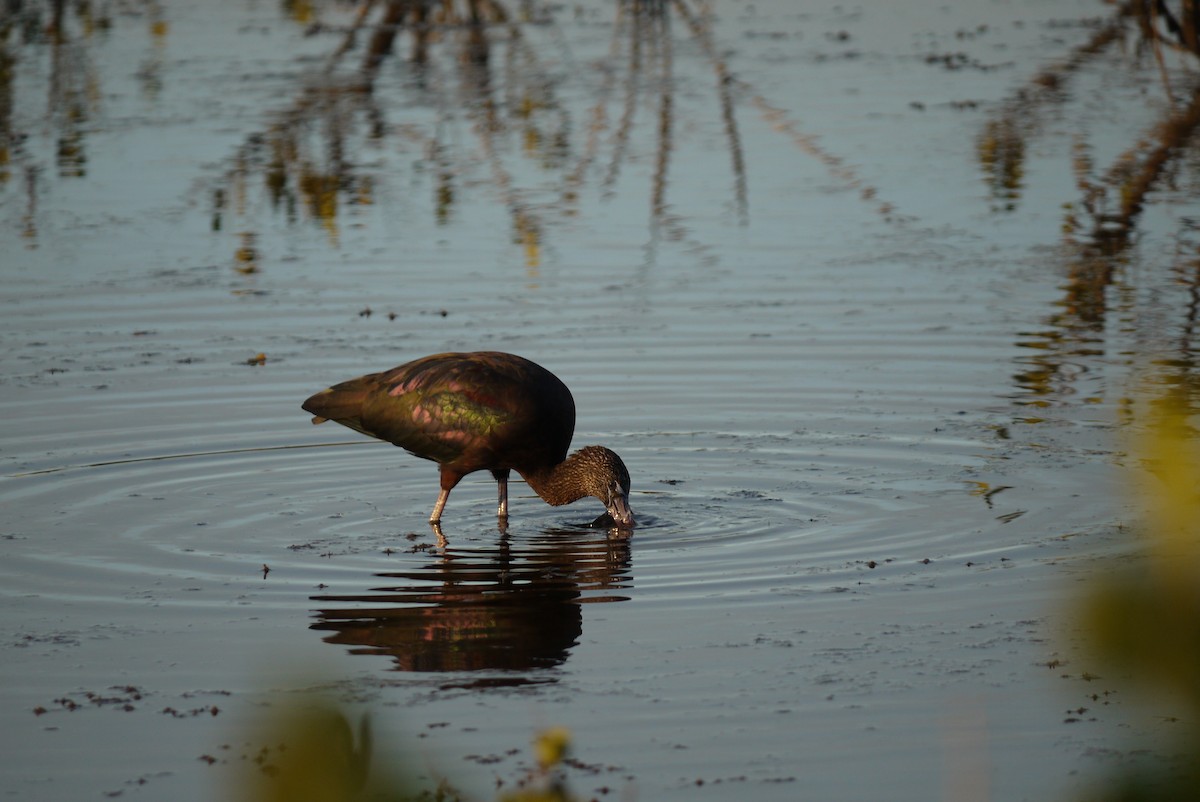 Glossy Ibis - John Mahon