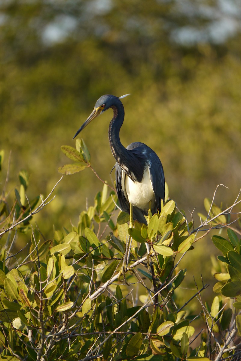 Tricolored Heron - John Mahon