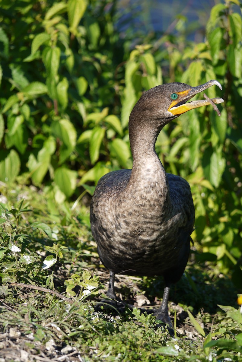 Double-crested Cormorant - John Mahon