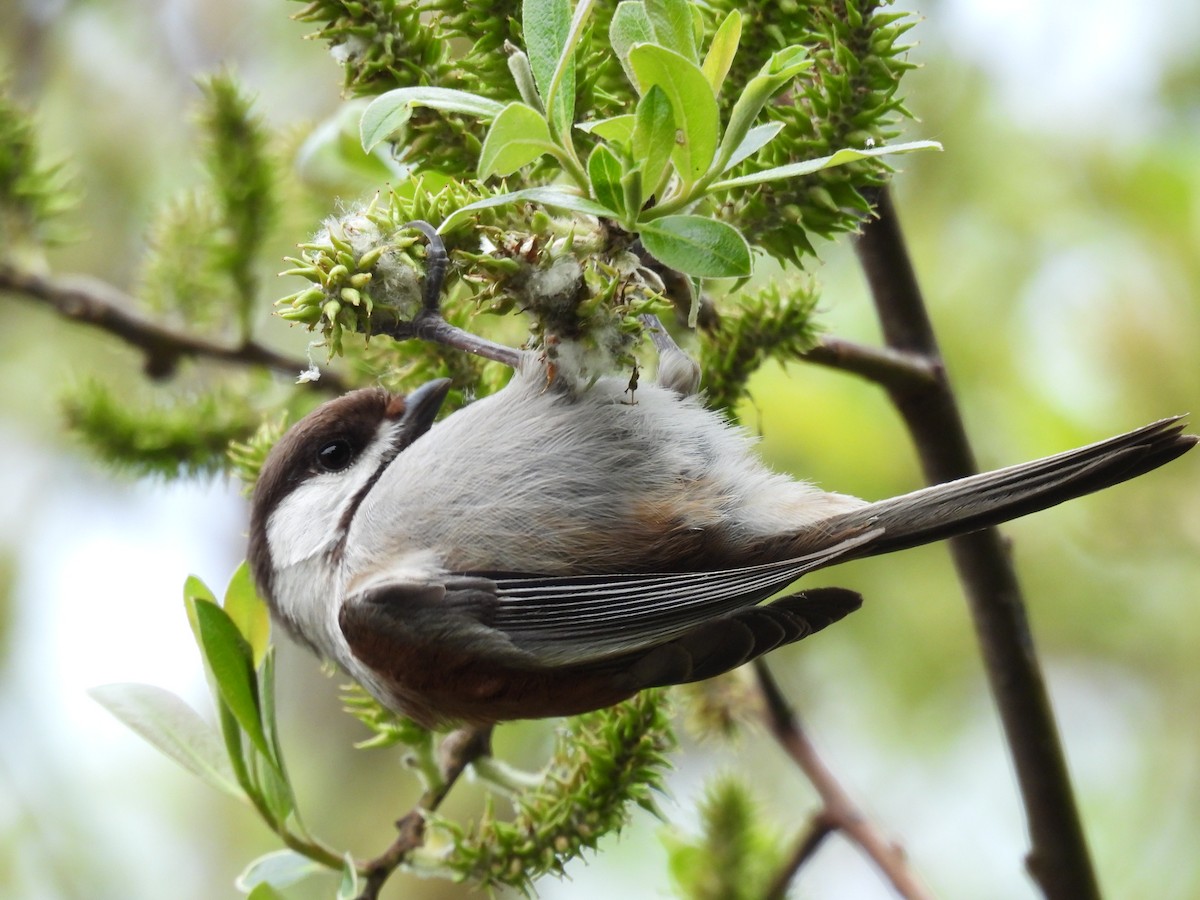 Mésange à dos marron - ML615899882