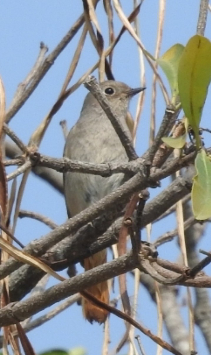 Hodgson's Redstart - ML615899916