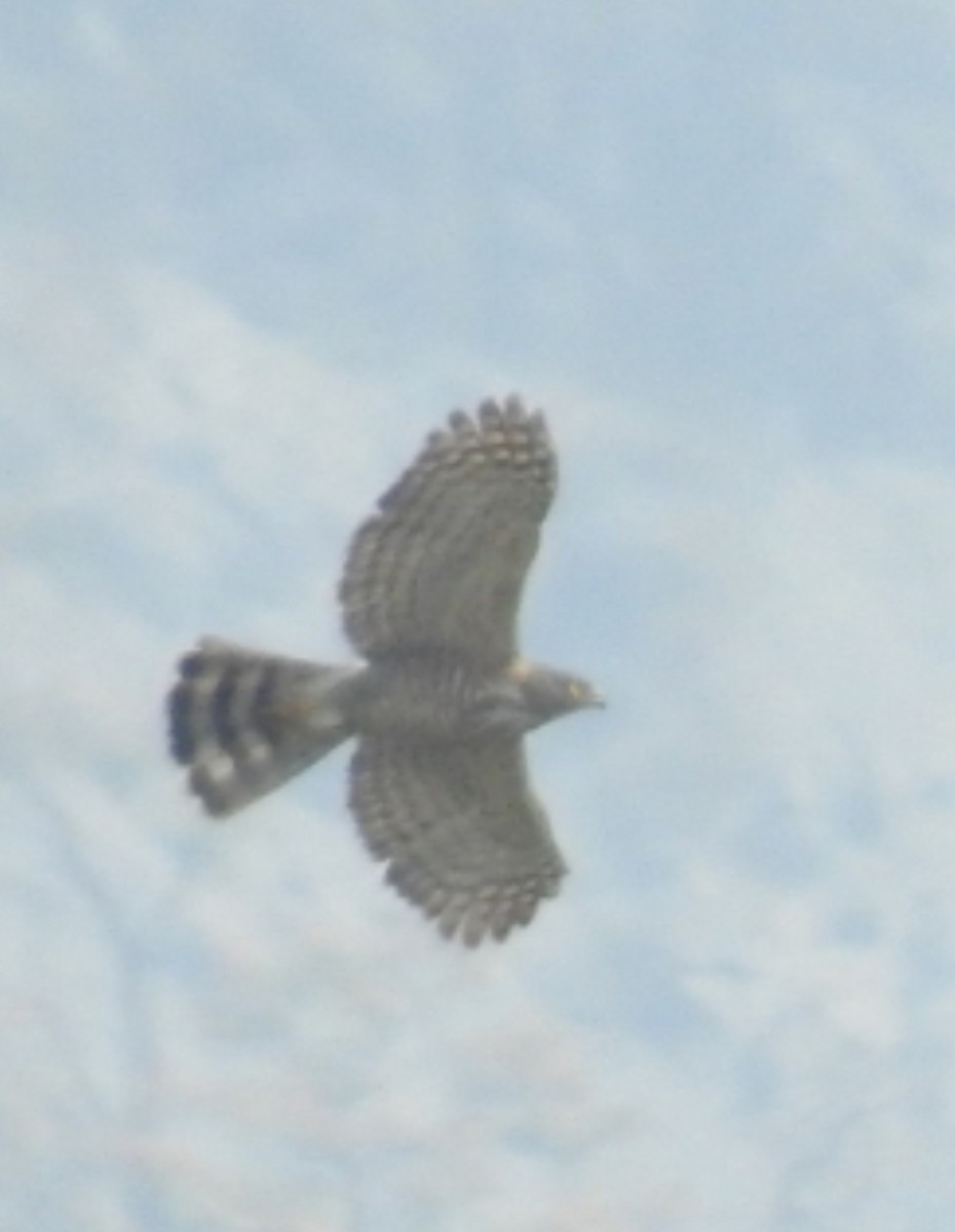 Crested Goshawk - ML615899945