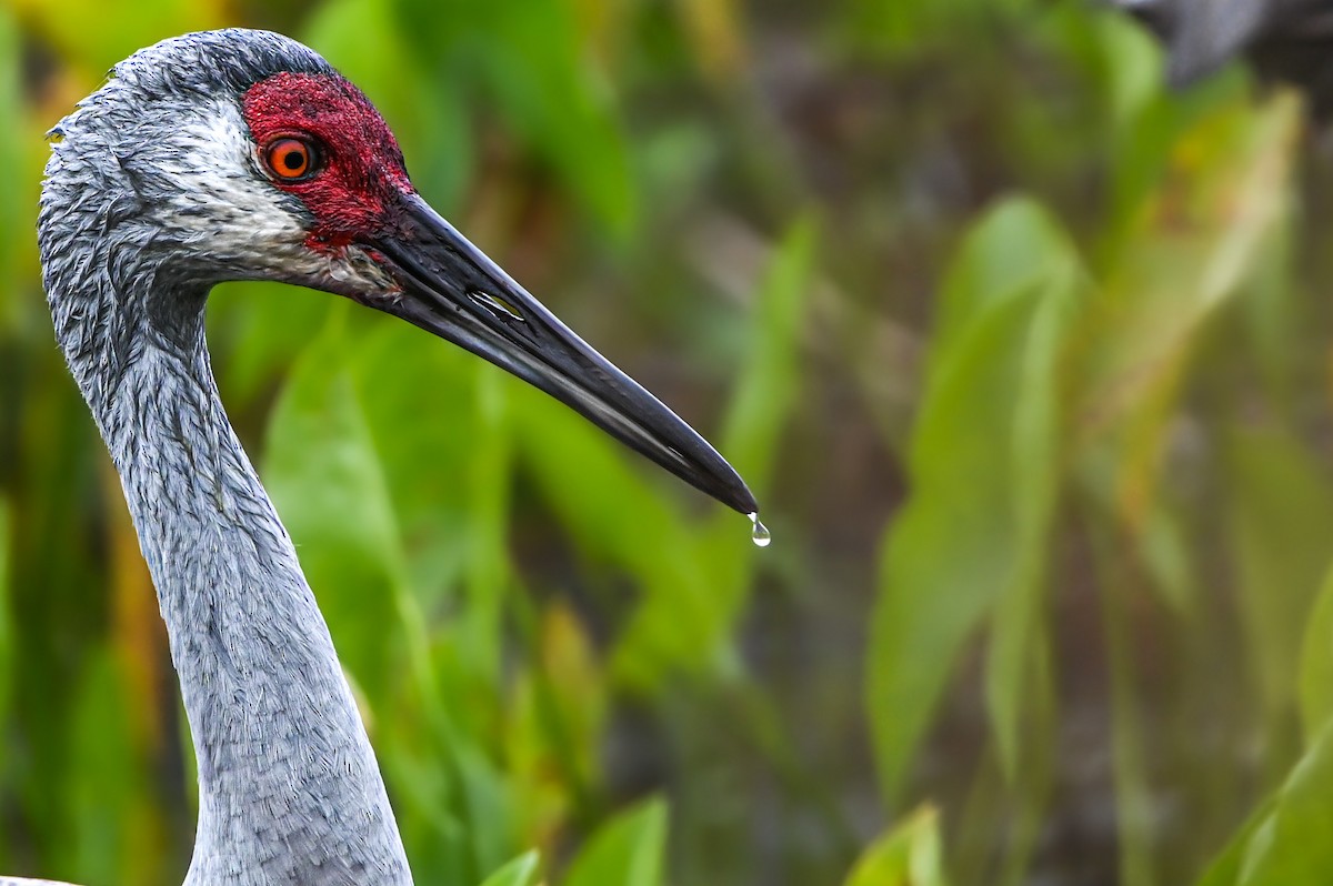 Sandhill Crane - ML615899970