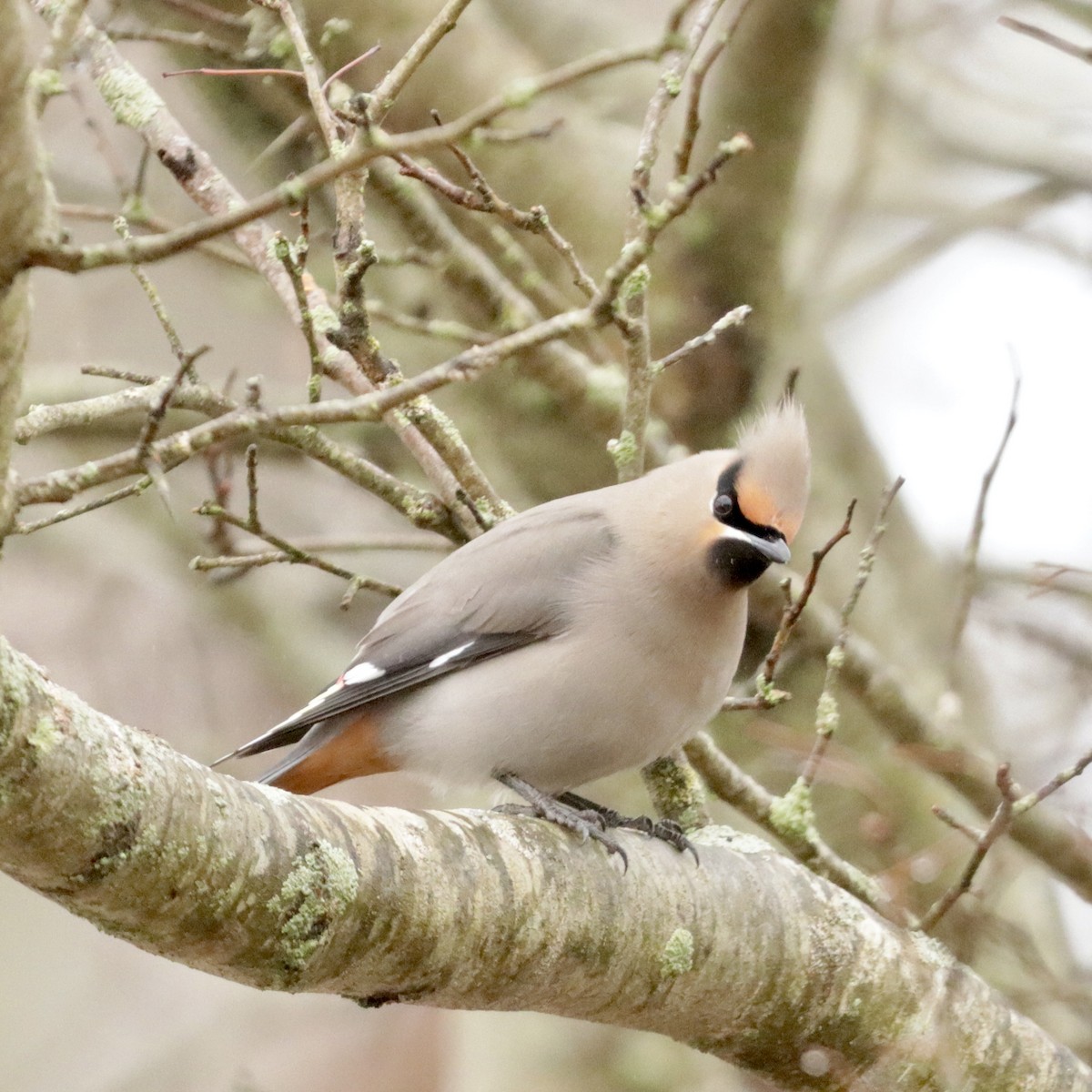 Bohemian Waxwing - ML615899981