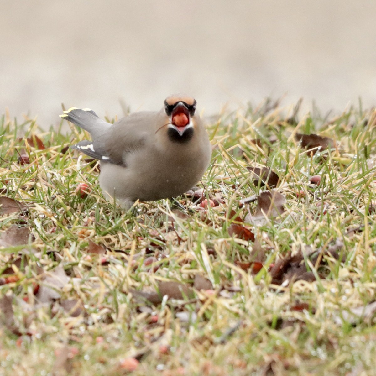 Bohemian Waxwing - ML615899982