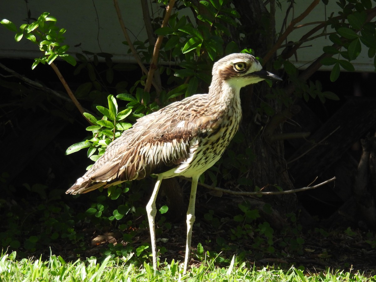 Bush Thick-knee - ML615899994