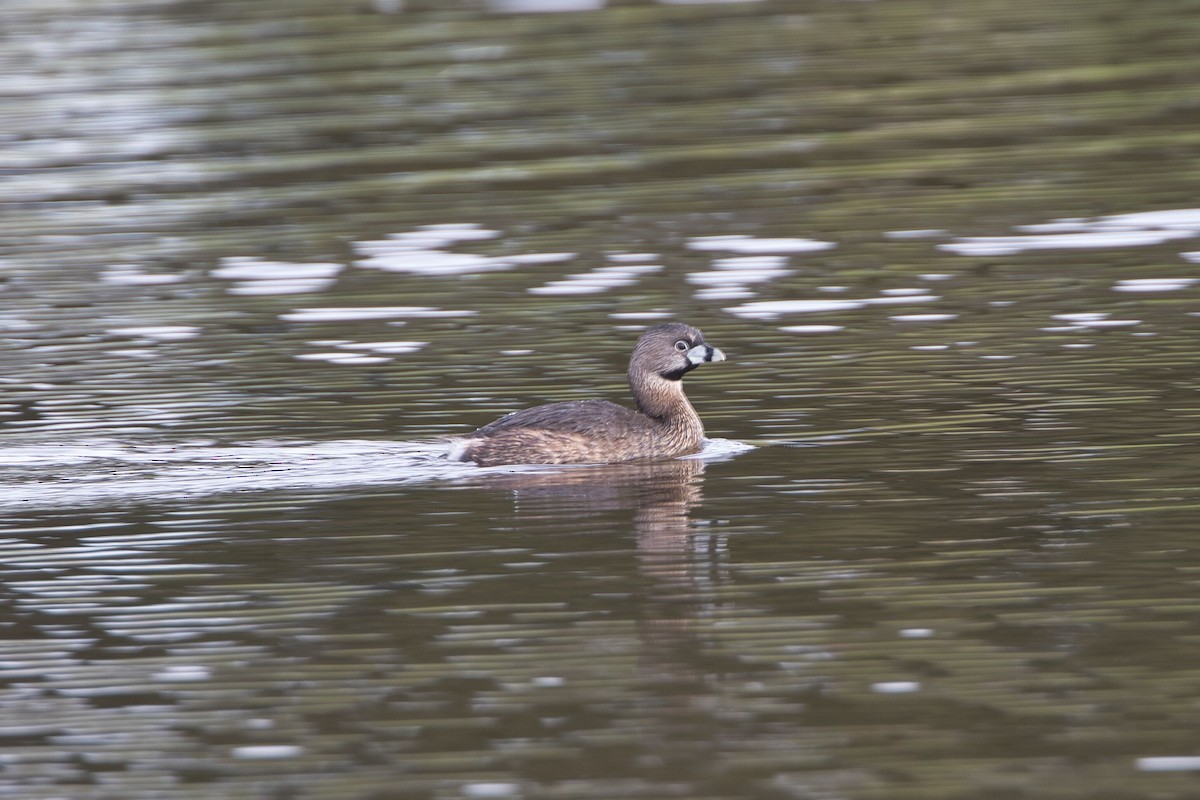 Pied-billed Grebe - Kevin Thomas