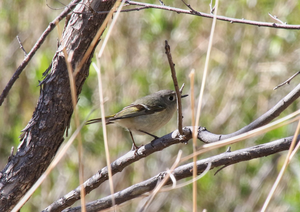 Ruby-crowned Kinglet - ML615900072