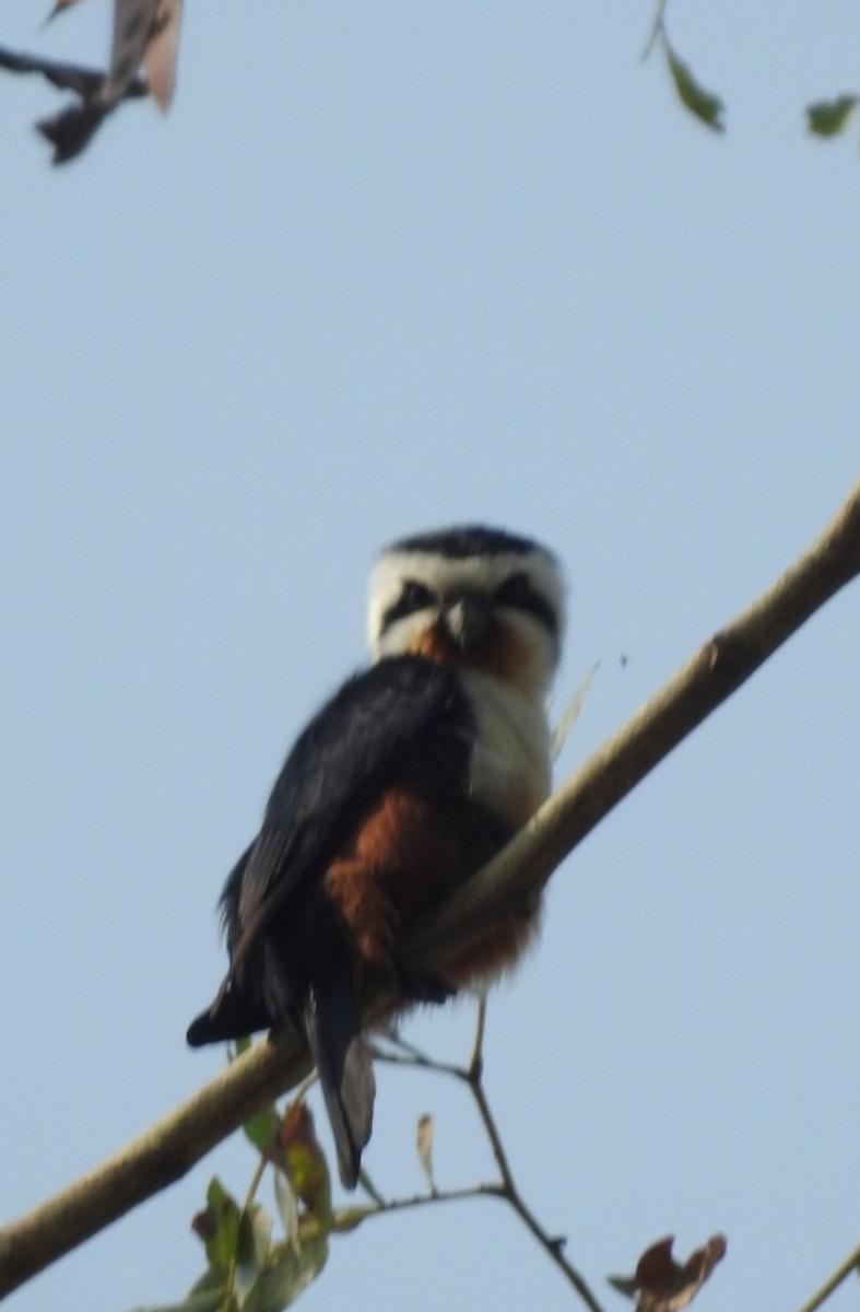 Collared Falconet - ML615900100