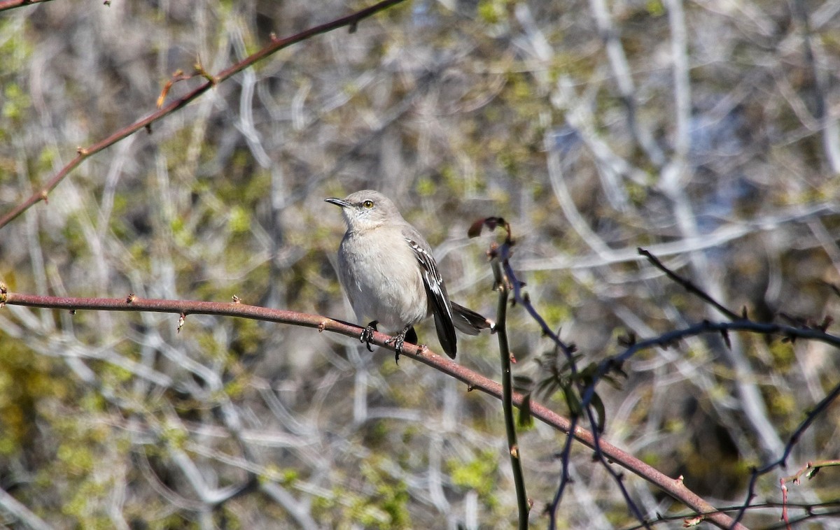 Northern Mockingbird - ML615900127