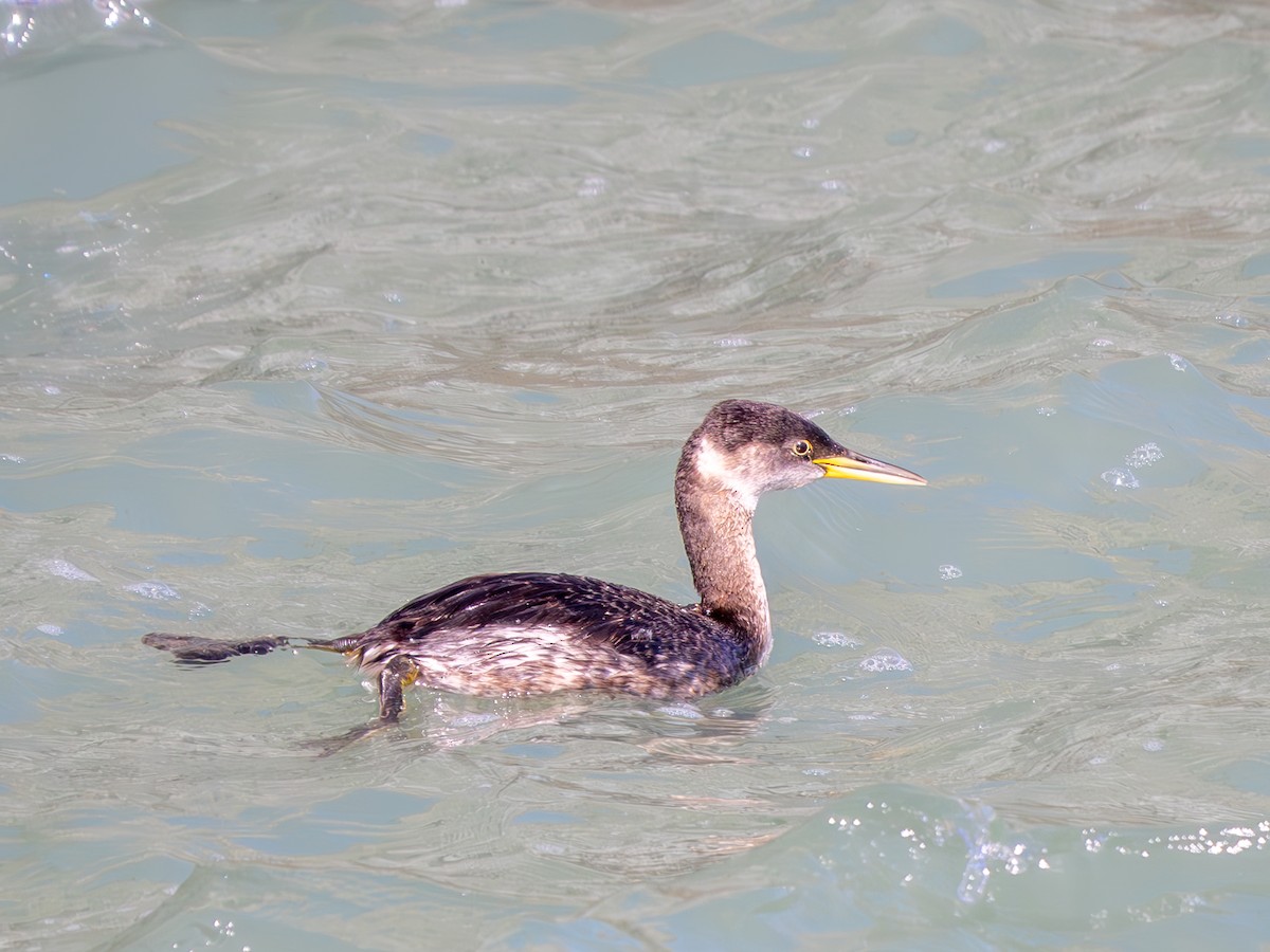 Red-necked Grebe - Ken Ferguson