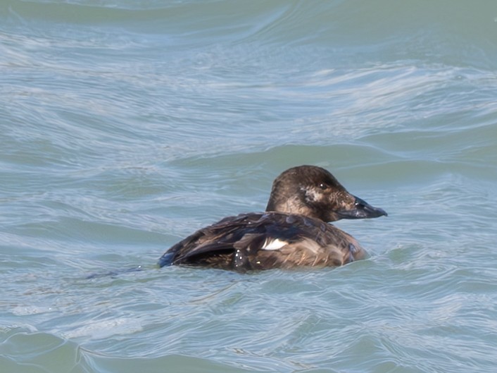 White-winged Scoter - ML615900166