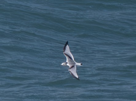 Black-legged Kittiwake - ML615900175