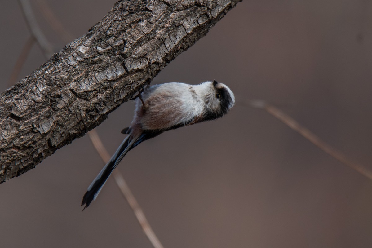 Long-tailed Tit (europaeus Group) - ML615900182