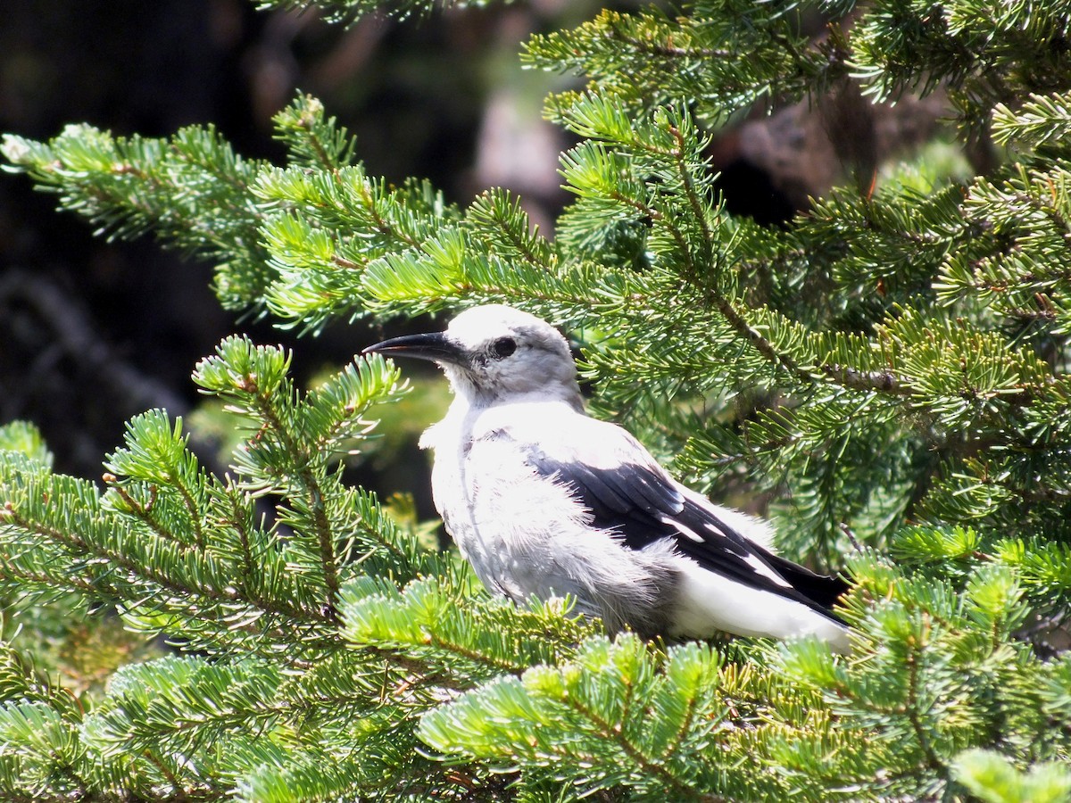 Clark's Nutcracker - ML615900185