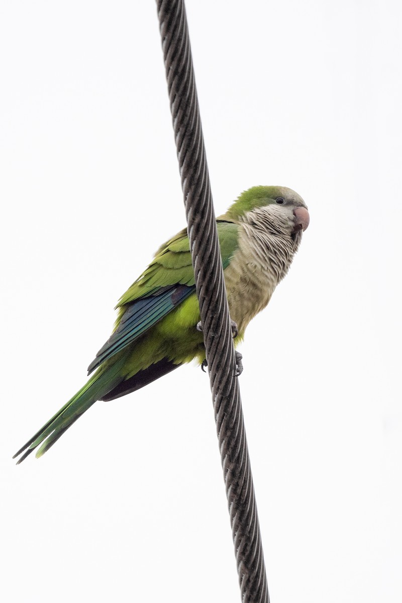 Papagai bulargrisa - ML615900197
