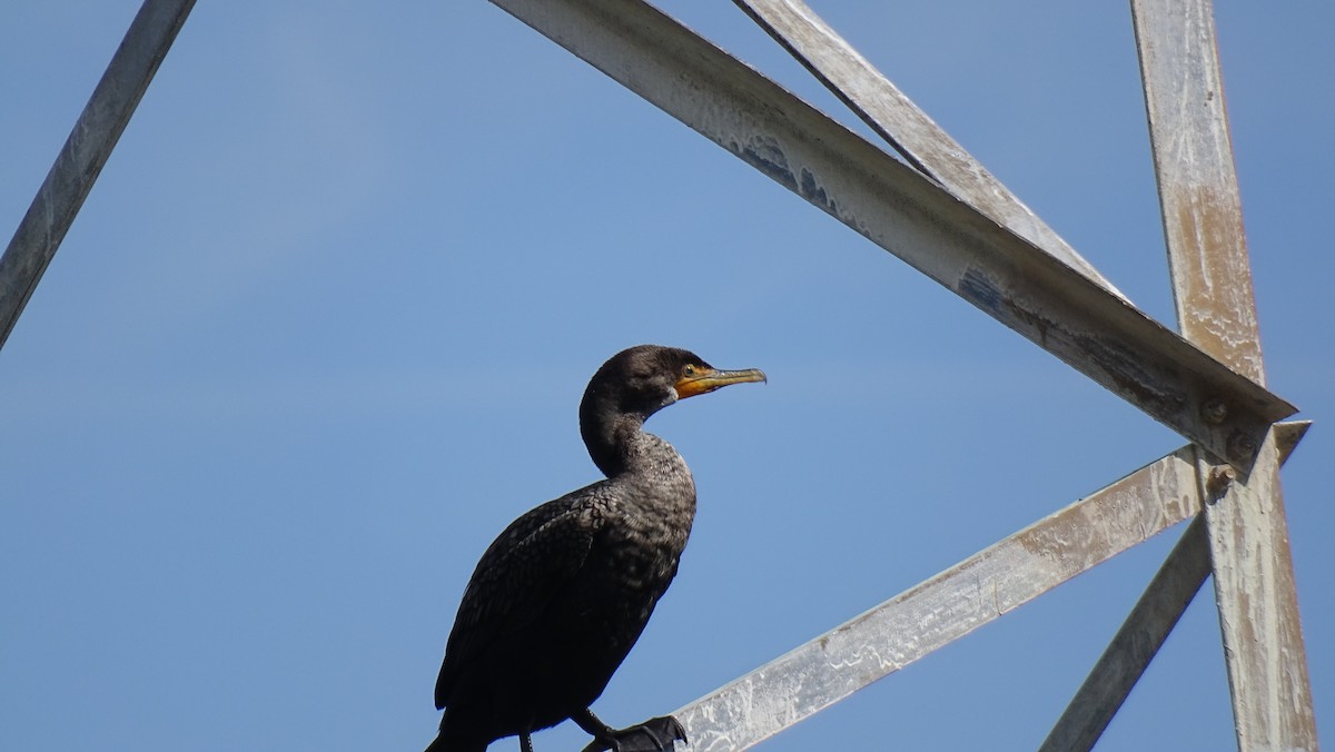 Double-crested Cormorant - ML615900210