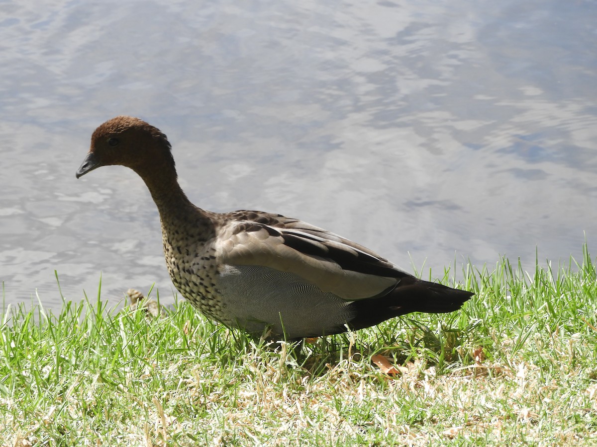 Maned Duck - Charles Silveira