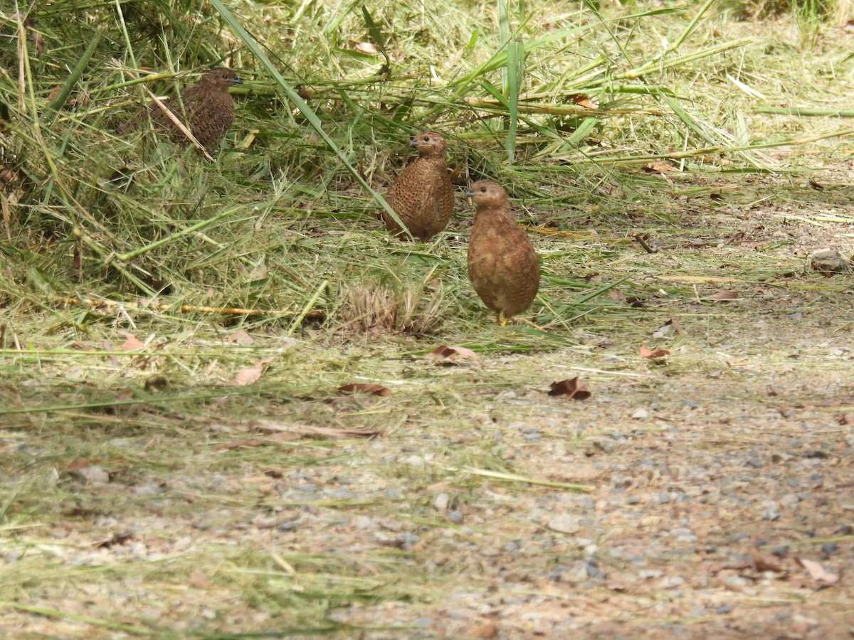 Brown Quail - Helen Erskine-Behr