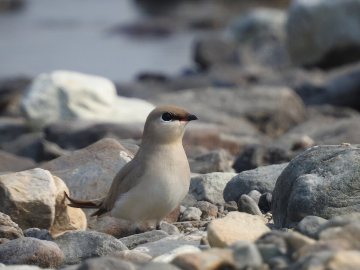 Small Pratincole - ML615900263