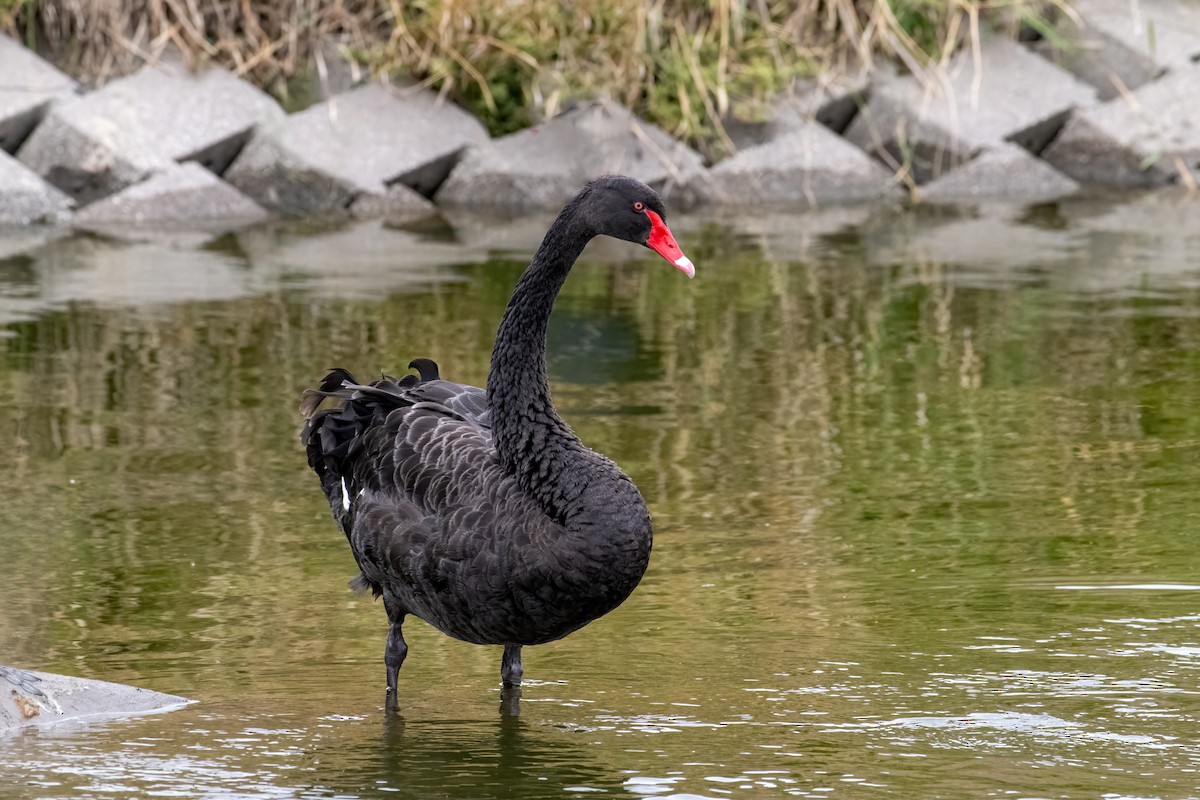 Black Swan - ML615900274