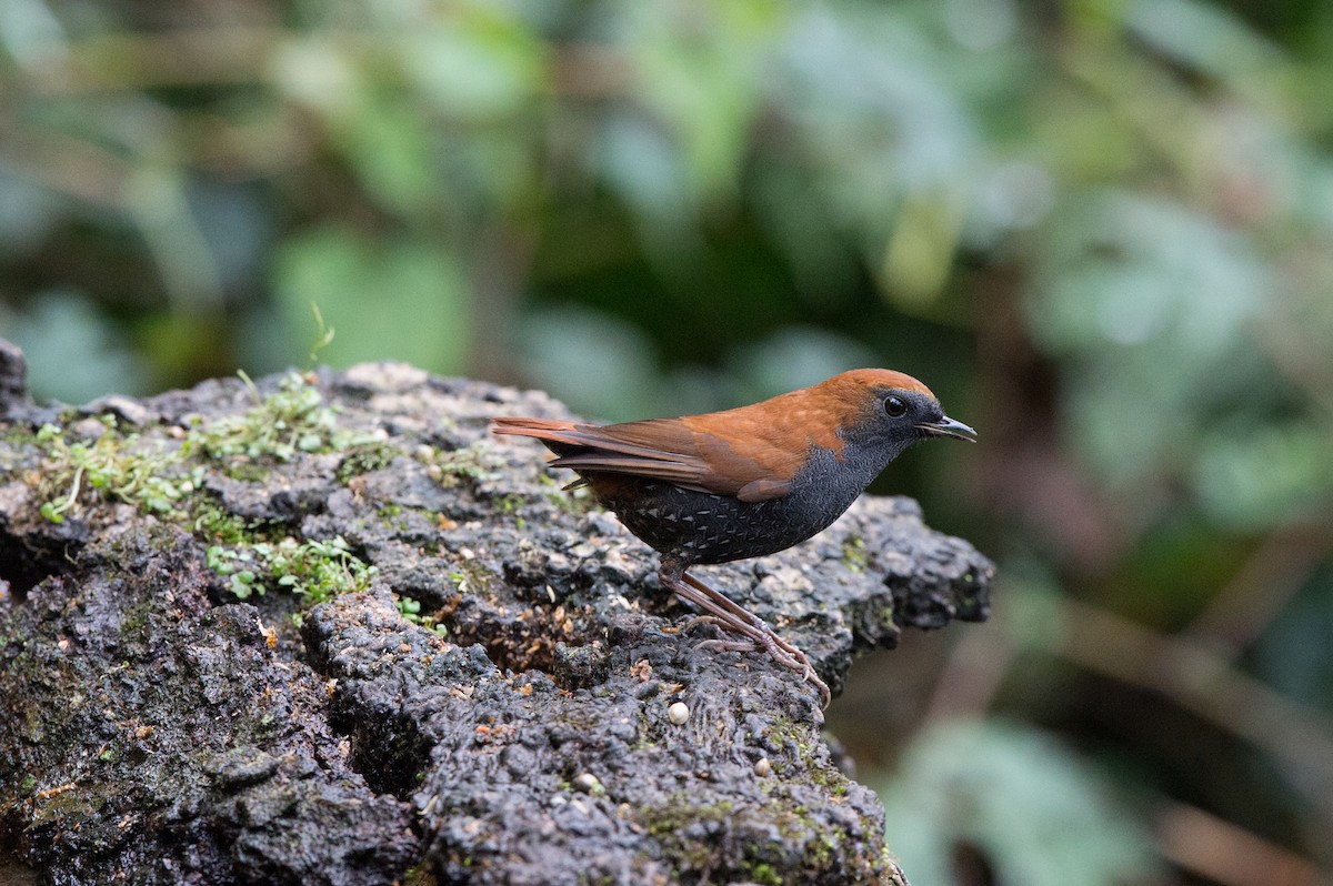 Gould's Shortwing - jimmy Yao