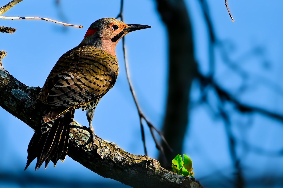 Northern Flicker - Nathanial O’Connell