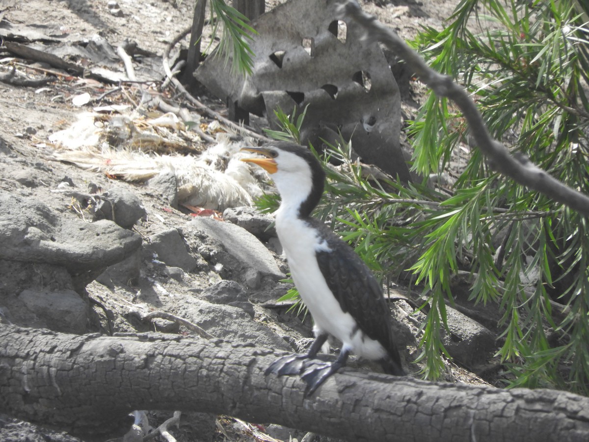 Little Pied Cormorant - Charles Silveira