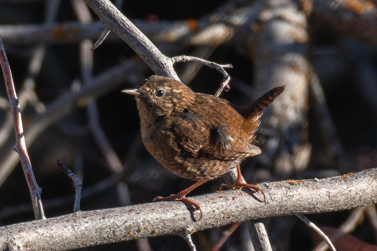 Pacific Wren - Andrew Kuntz