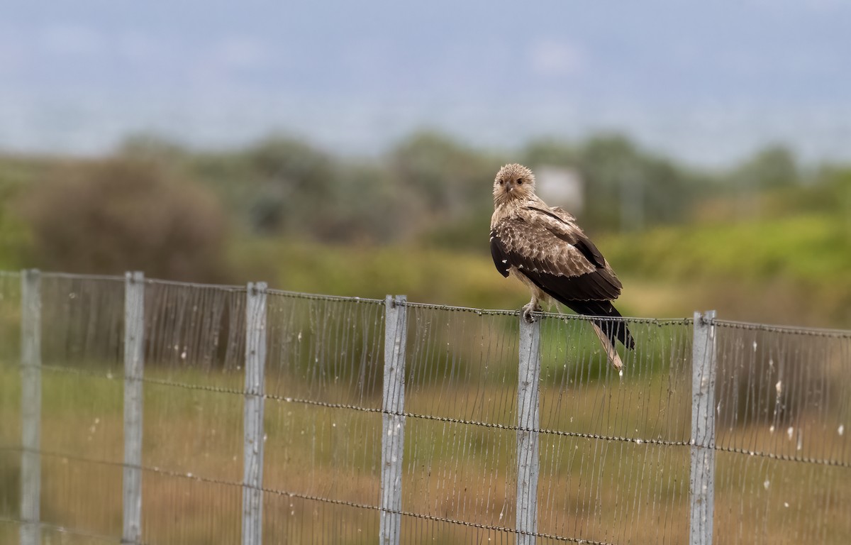 Whistling Kite - ML615900425