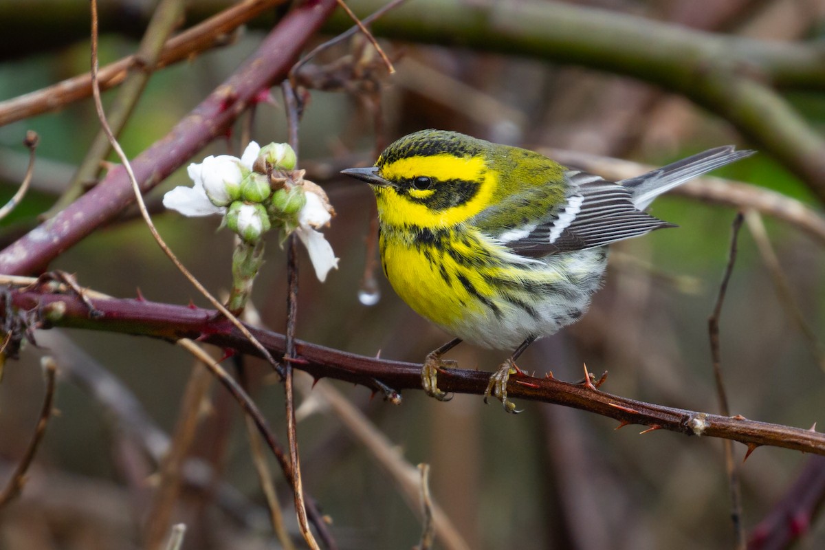 Townsend's Warbler - ML615900446