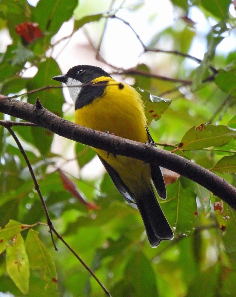 Golden Whistler - U3A Bird Group Two