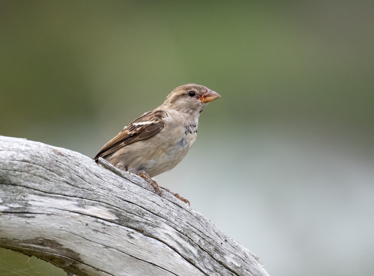 House Sparrow - ML615900459