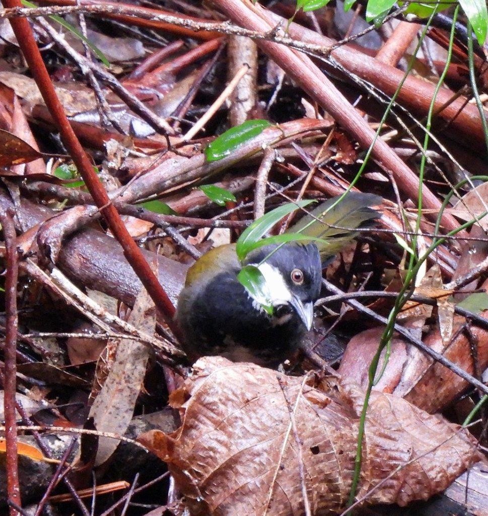 Eastern Whipbird - U3A Bird Group Two