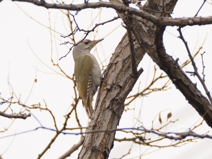 Okil grisa - ML615900474