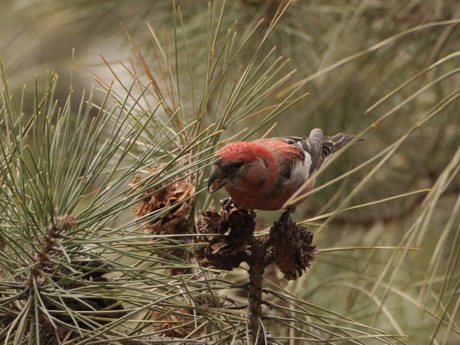 Mokoker hegalzuria - ML615900485