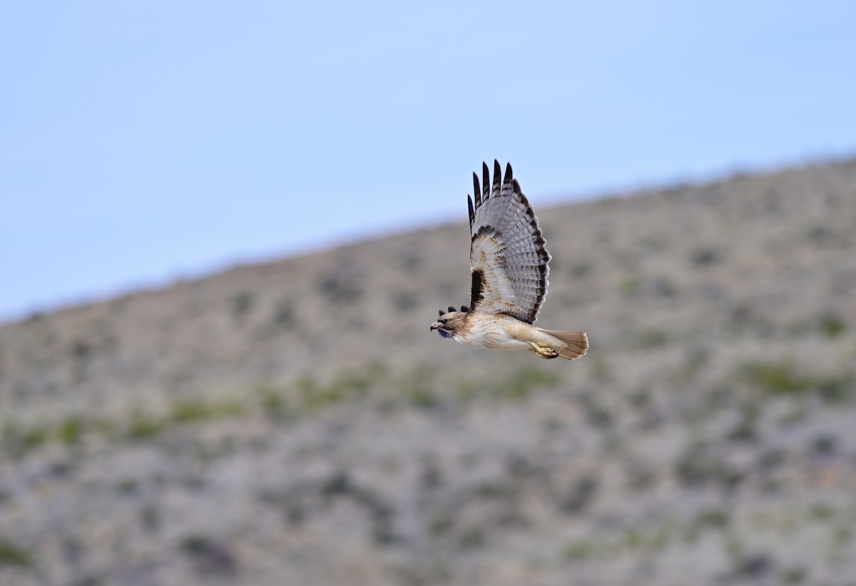 Red-tailed Hawk (fuertesi) - Daniel Roberts