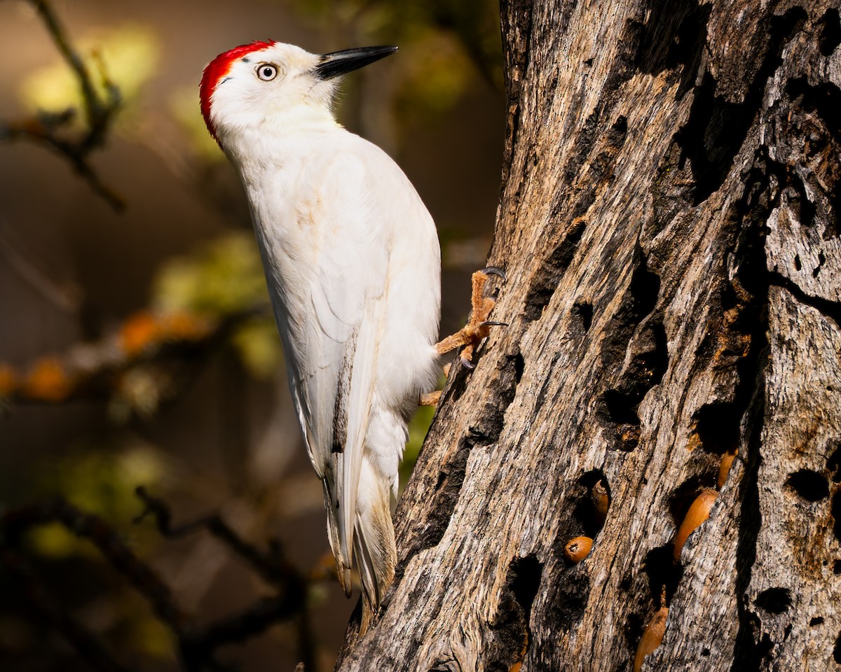 Acorn Woodpecker - Mark Sawyer