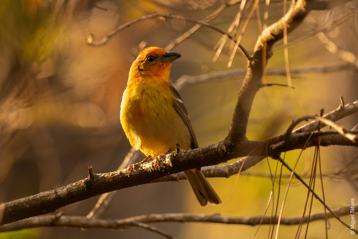 Flame-colored Tanager - ML615900564