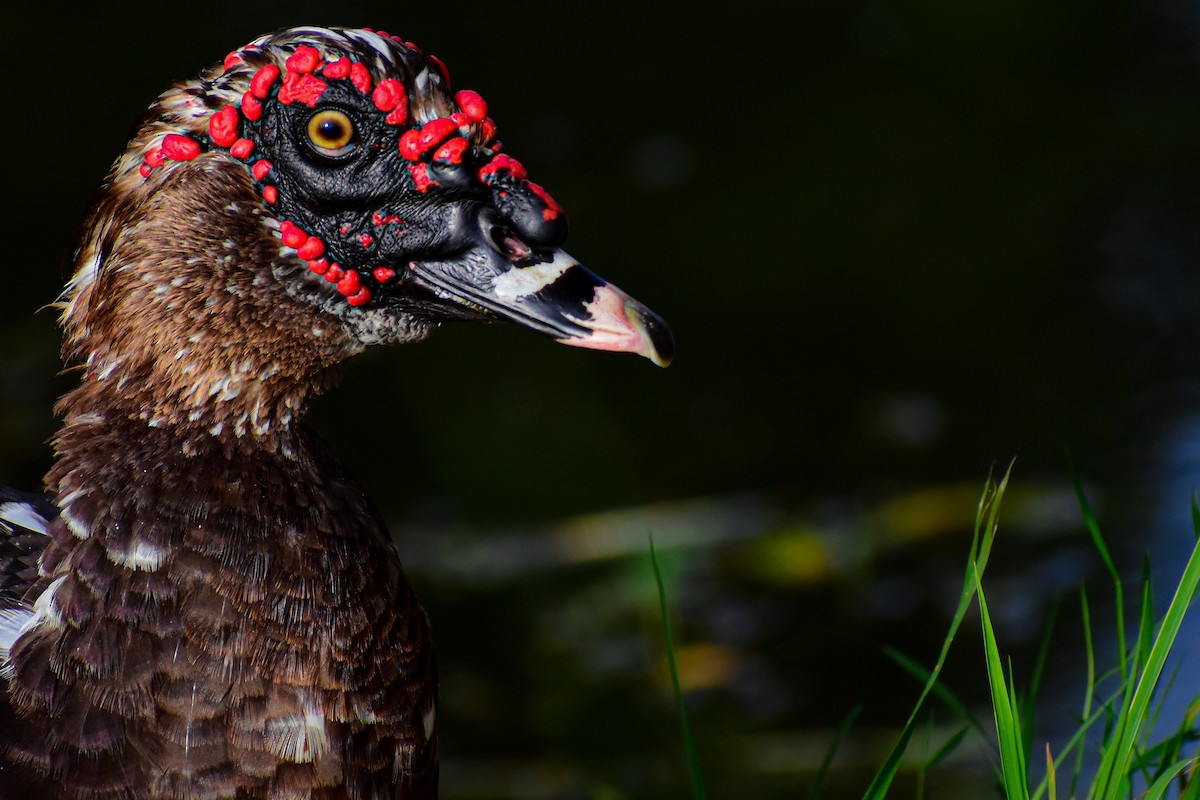 Muscovy Duck (Domestic type) - Nathanial O’Connell