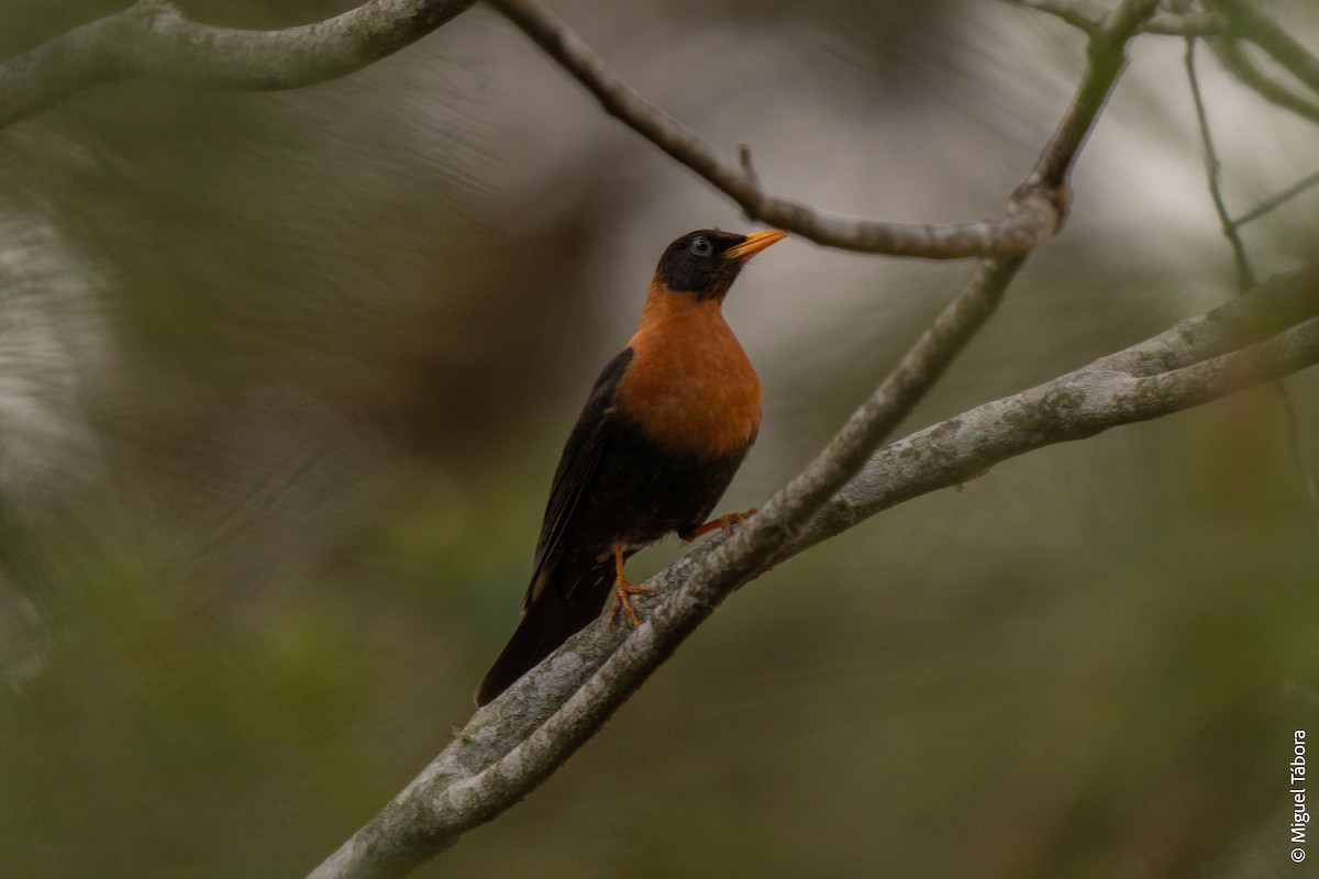 Rufous-collared Robin - ML615900615