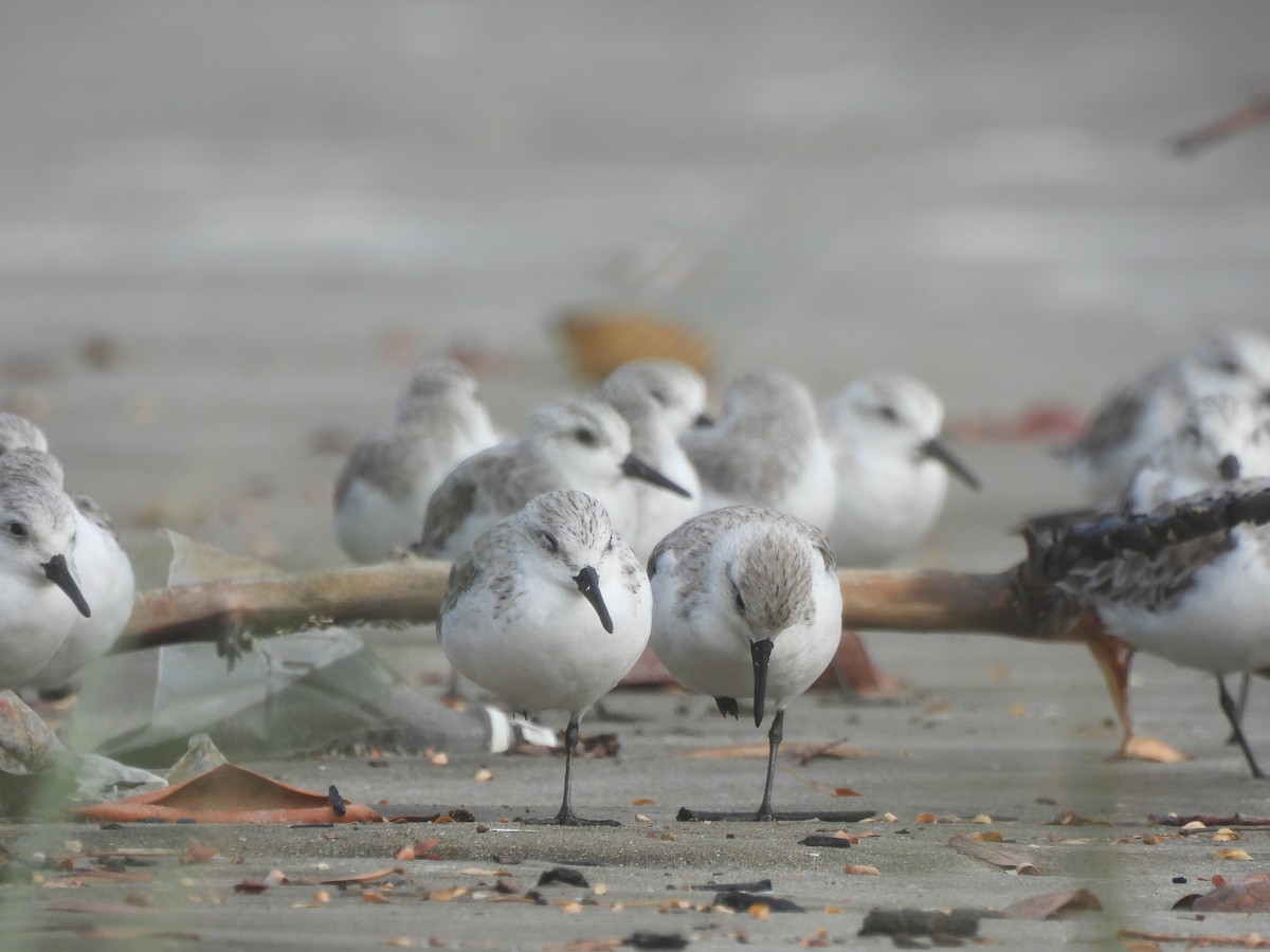 Sanderling - ML615900631