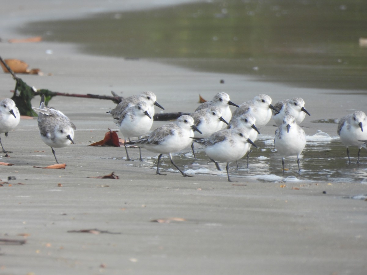 Sanderling - ML615900636